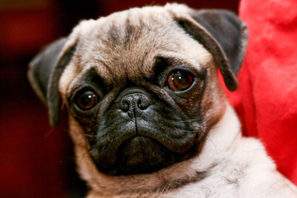 1280px-pug_portrait.jpg