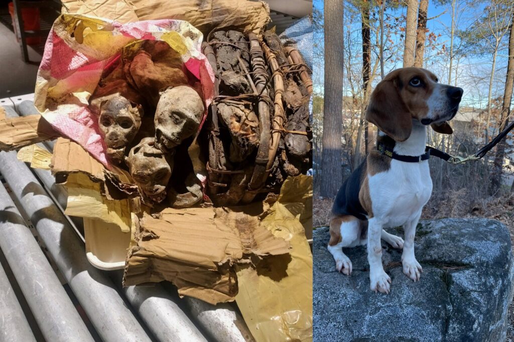 CBP K9 Sniffs Out the Illegal Import of Mummified Monkey Remains