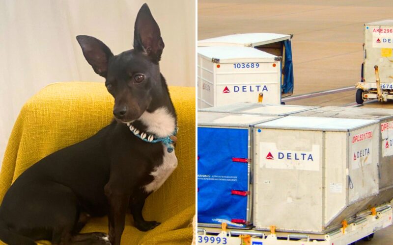 Delta passenger's dog who went missing at Atlanta airport found safe after  3 weeks