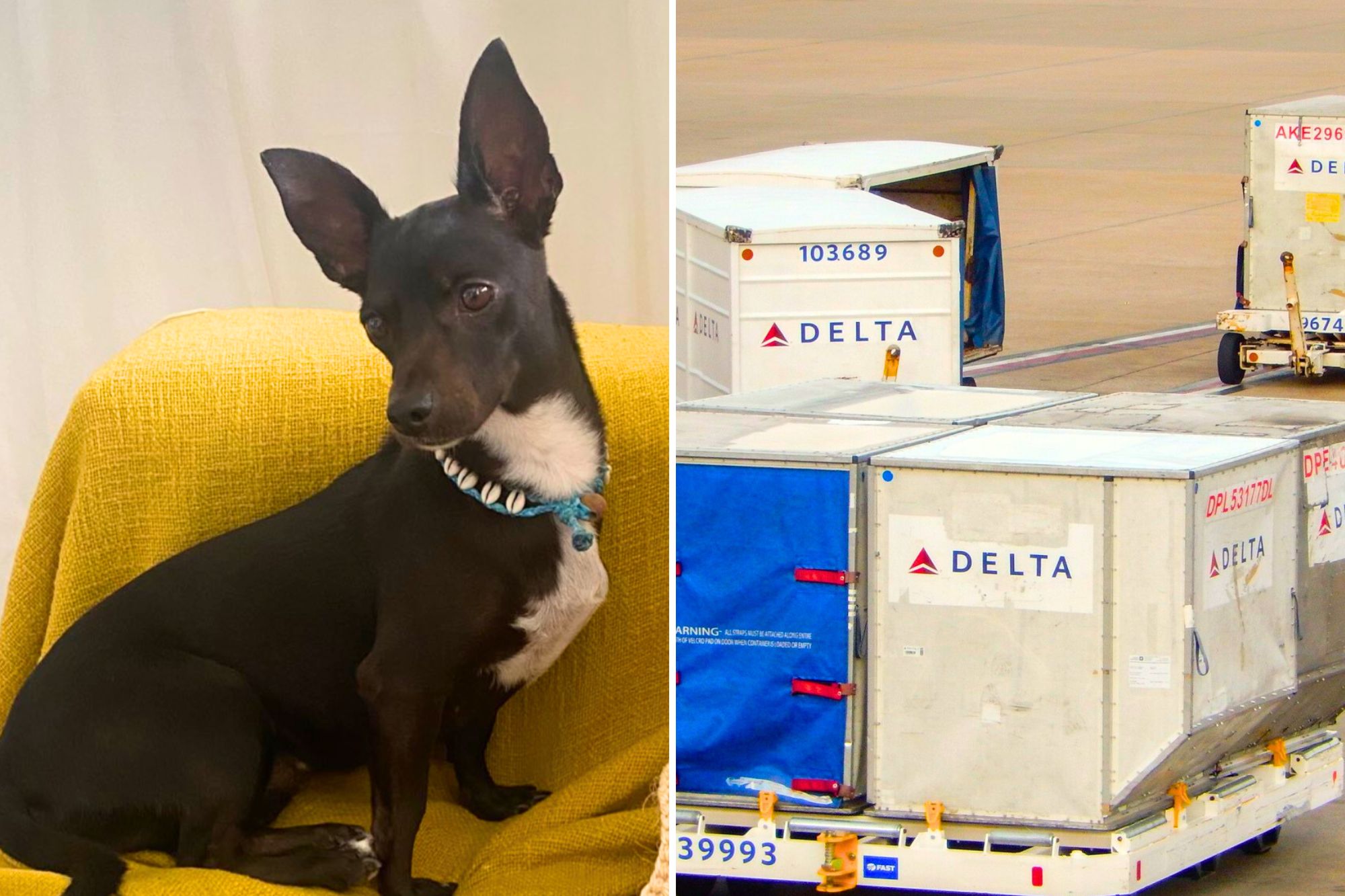 Delta Airlines looking for dog lost at Atlanta airport in August, PETA