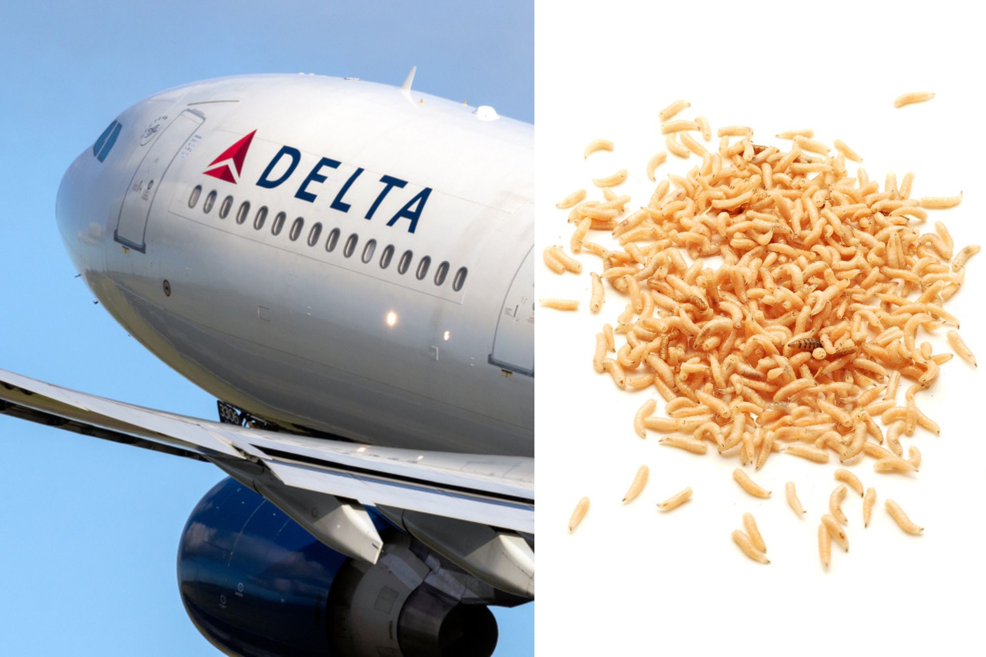 Delta flight turns back due to maggots in overhead bin AeroTime