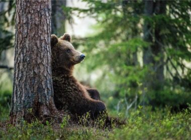 adult_brown_bear_sitting_in_forest.jpg