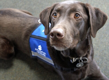 airport therapy dogs back at burlington airport