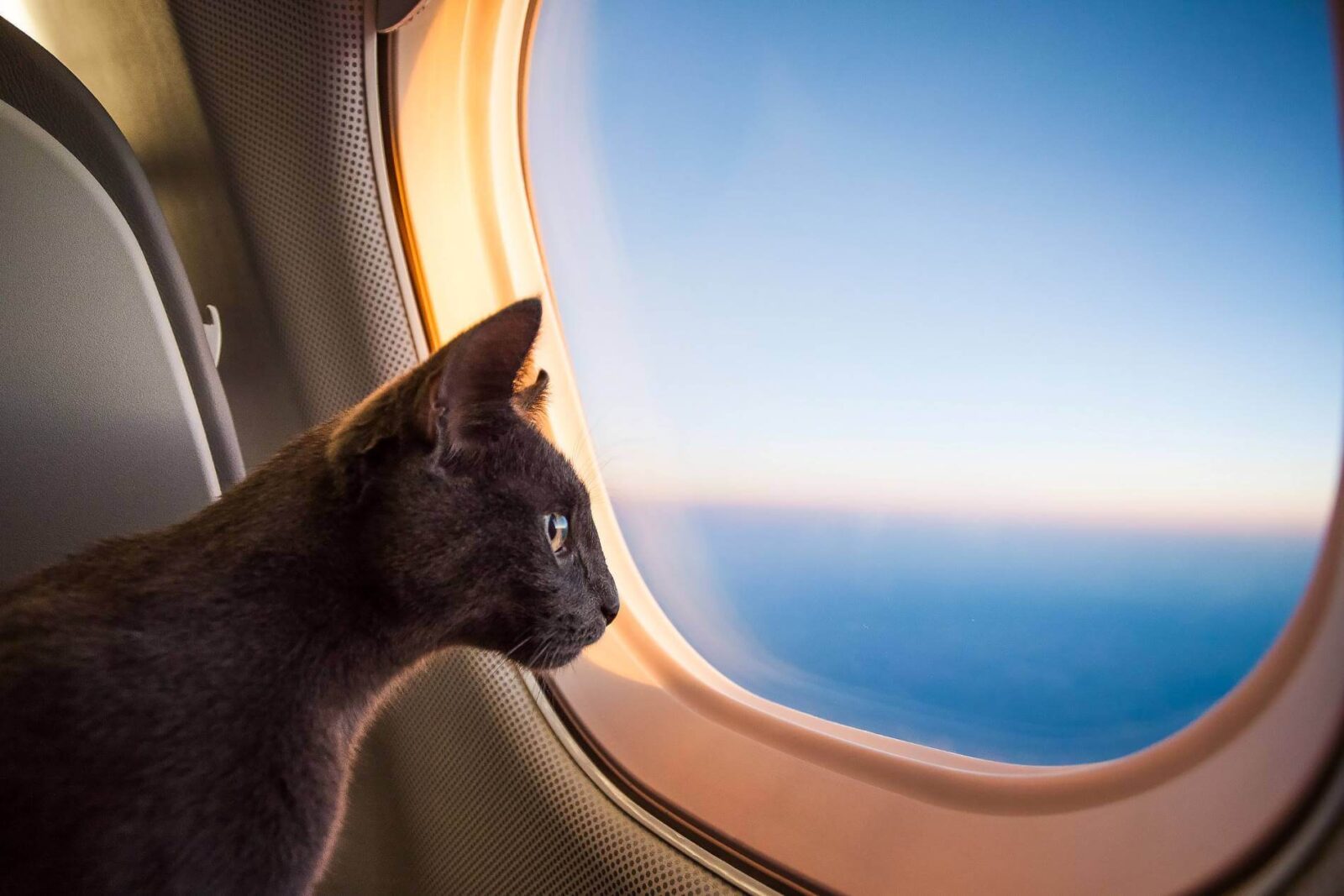 cat_on_airplane.jpg - AeroTime