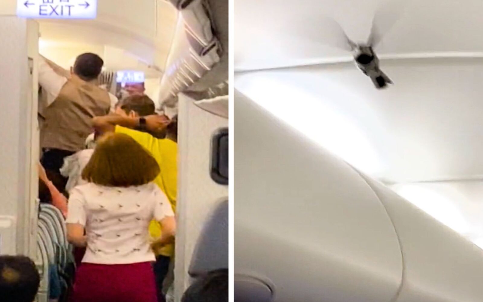 Cathay Pacific crew scramble to contain bird inside cabin - AeroTime