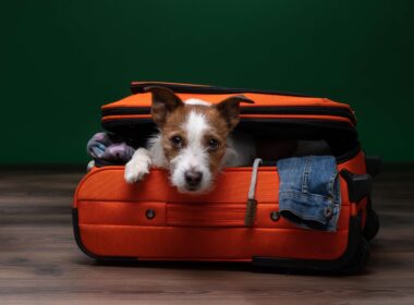 jack_russell_terrier_ready_to_travel.jpg