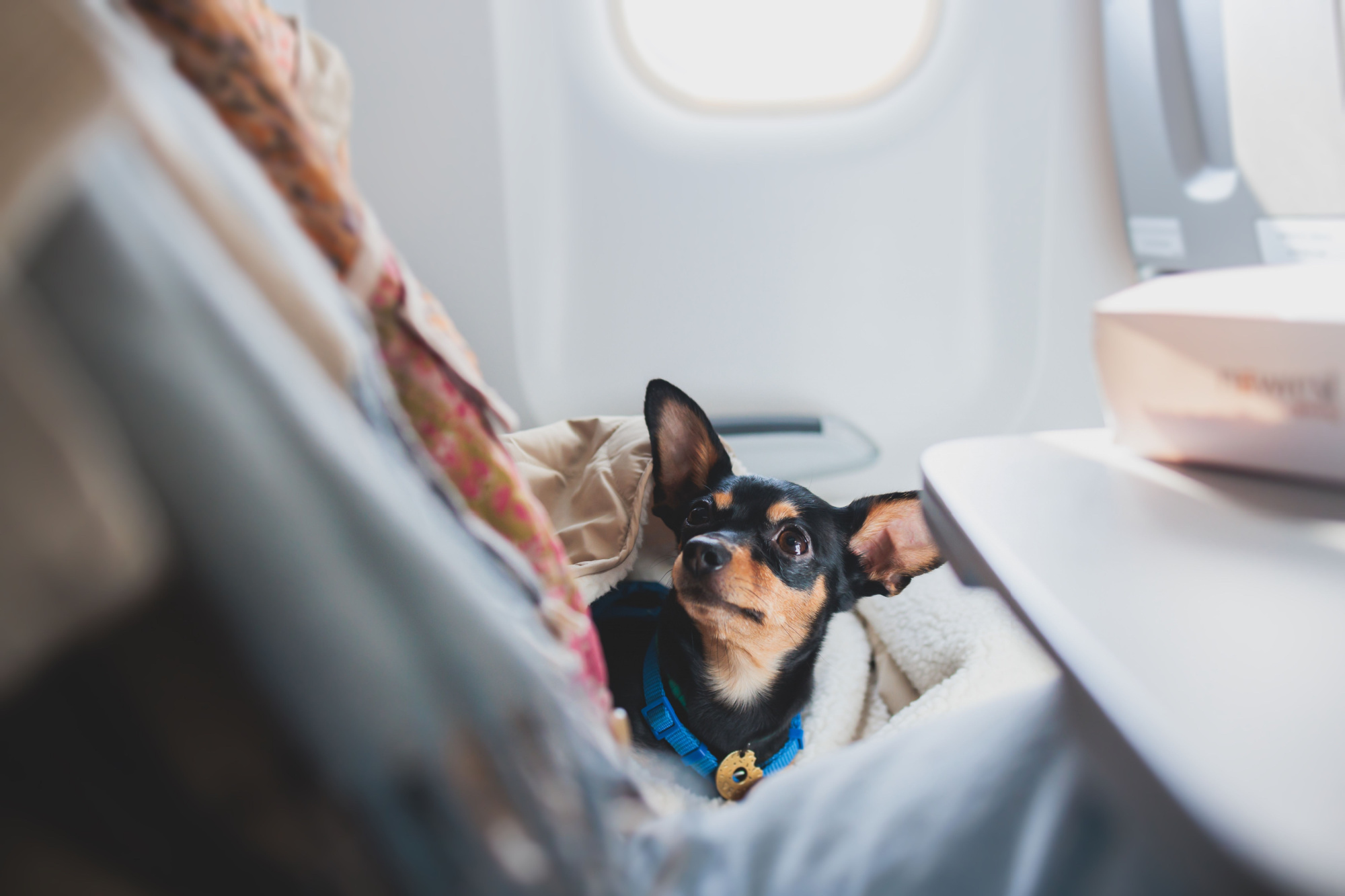 united-debunks-claim-man-that-was-booted-over-service-dog-aerotime