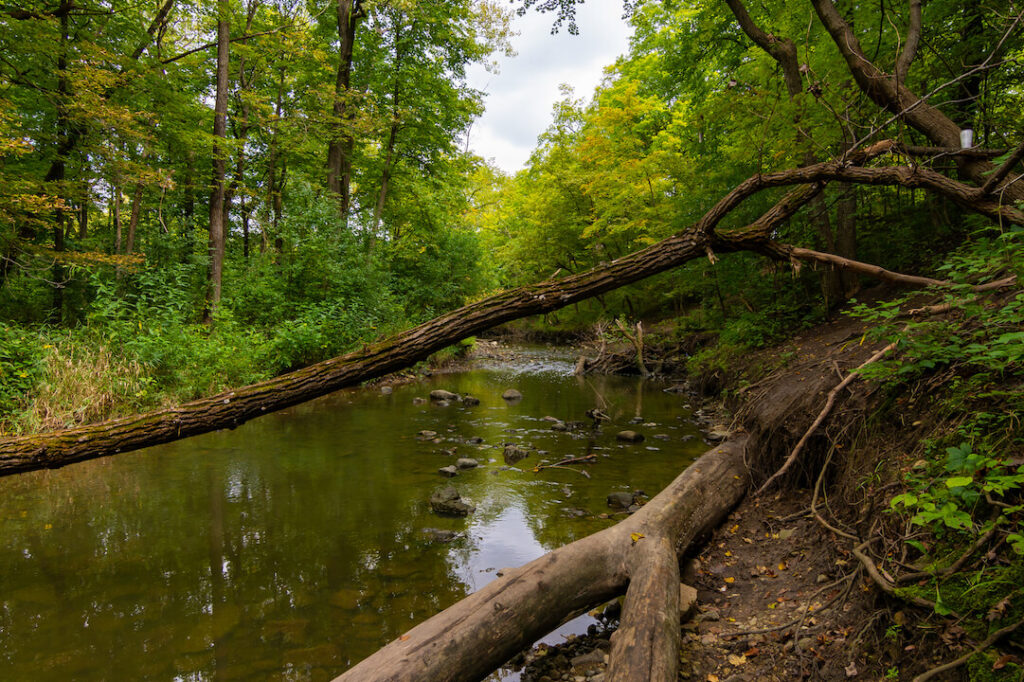 waterfall_glen_forest_preserve_where_the_body_of_jacob_cefolia_was_found.jpg