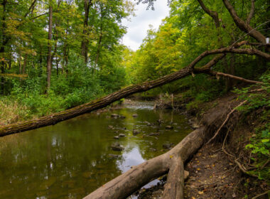 waterfall_glen_forest_preserve_where_the_body_of_jacob_cefolia_was_found.jpg